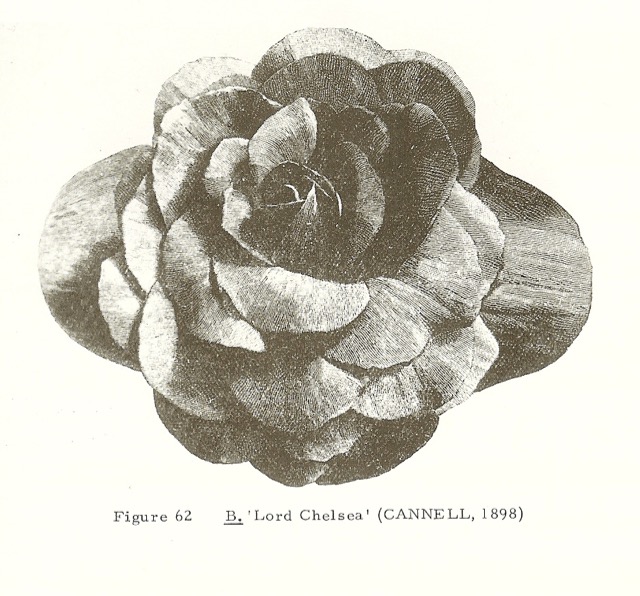 B. ‘Lord Chelsea’